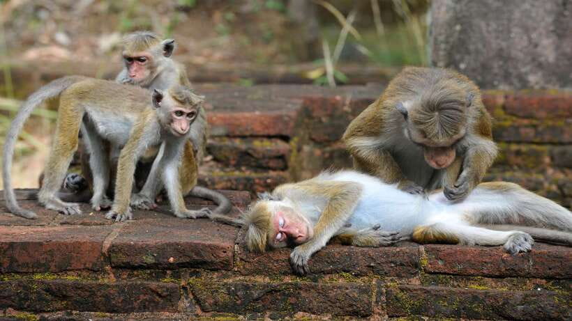 From Colombo: All Inclusive Sigiriya, Dambulla &Village Tour - Group size and the English guide factor: private ride, mixed reality