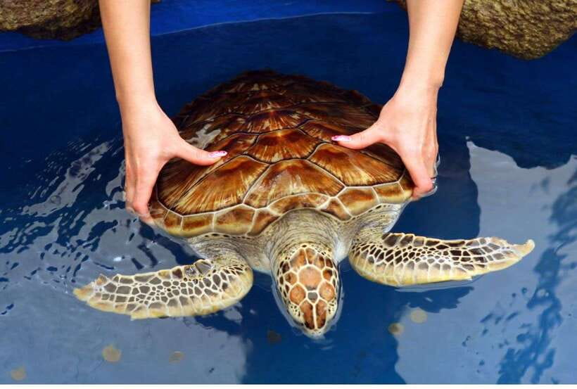 From Colombo: Exclusive Madu River Safari & Turtle Hatchery - Madu Ganga boat safari: the part you will remember