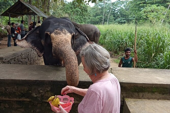 From Colombo: Kandy and Pinnawala Full-Day Trip - Royal Botanical Gardens: the one hour where the day slows down