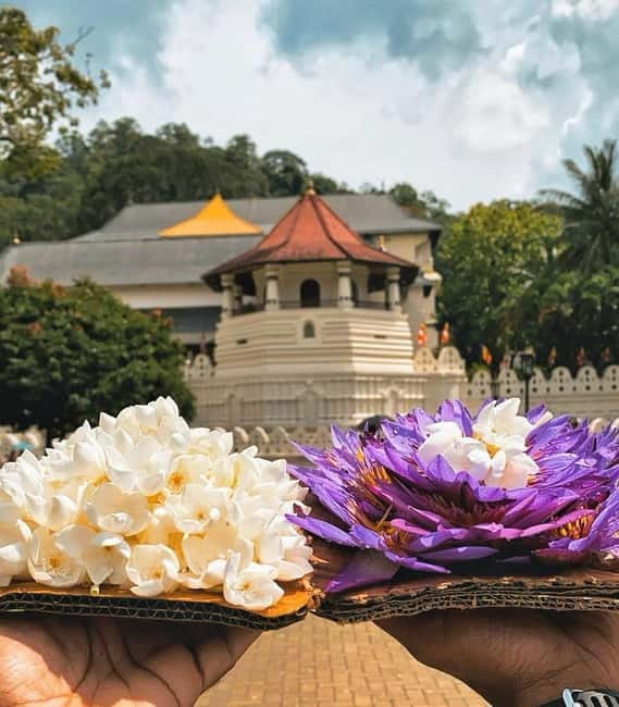 From Colombo: Kandy and Pinnawala Orphanage Short Excursions - Key points to know before you go