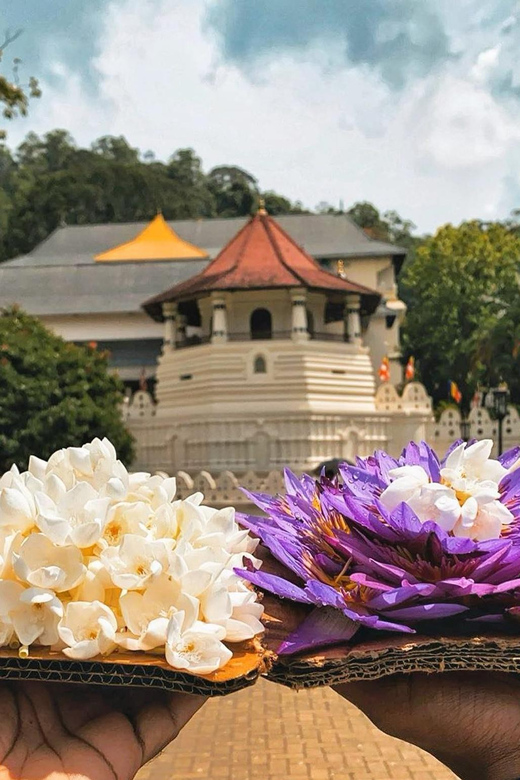 From Colombo: Kandy and Pinnawala Orphanage Short Excursions - Tea factory, tea tasting, and a spice garden walk