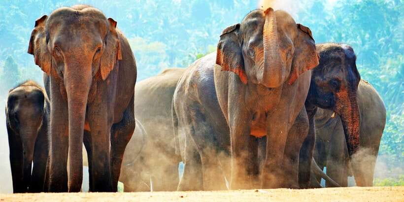 From Colombo: Kandy Full-Day Trip - Temple of the Sacred Tooth Relic: etiquette first, then awe