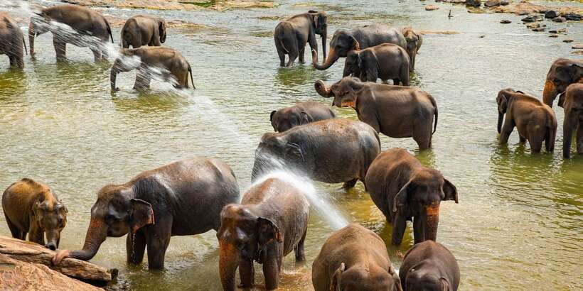 From Colombo: Kandy Full-Day Trip - Kandy Lake and viewpoint photos: quick stops that shape your day