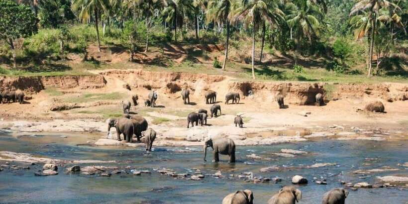 From Colombo: Kandy, Pinnawala and Tea Factory Full-Day Trip - The 6:30 AM Pickup That Makes or Breaks the Day