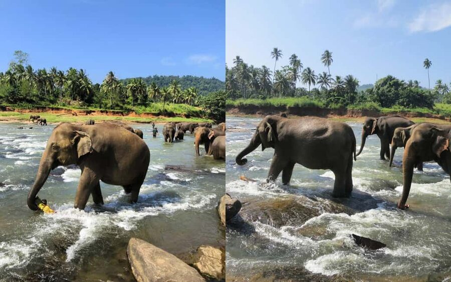 From Colombo: Kandy Temple of Tooth & Elephant Orphanage - From Colombo to Kandy, Then Pinnawala: The Rhythm of the Day