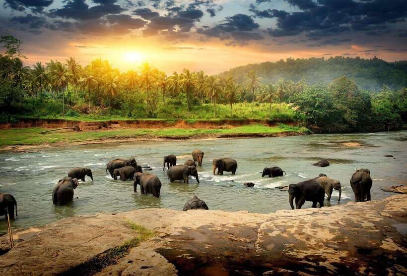 From Colombo: Kandy Temples and Pinnawala Full-Day Tour - Pinnawala’s elephant bathing stop: what you’ll actually see