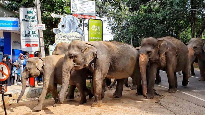From Colombo: Kandy Temples and Pinnawala Full-Day Tour - Bahirawa Kanda village and the 88-foot Buddha statue