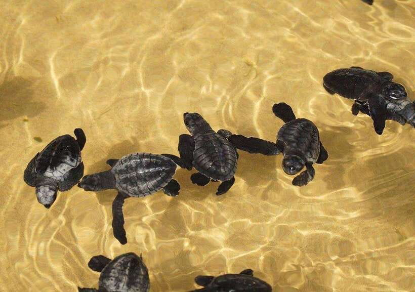 From Colombo/Negombo: Galle, Madu River, and Turtle Hatchery - Madu River boat safari in Balapitiya: mangroves, wildlife, and the calm in between