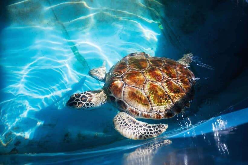 From Colombo/Negombo: Galle, Madu River, and Turtle Hatchery - Unawatuna break time and stilt fishermen: photos, lunch options, and quick culture