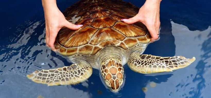 From Colombo/Negombo: Galle, Madu River, and Turtle Hatchery - Who this private Galle day trip suits best, and who should think twice