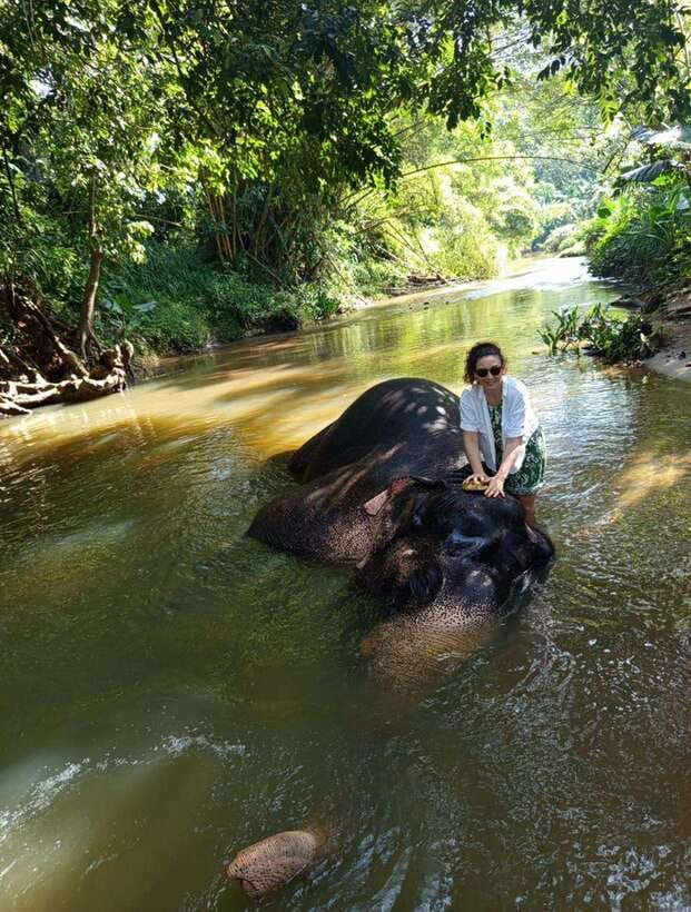 From Colombo or Negombo: Pinnawala, Kandy & Tea Factory Tour - A long-day route that actually stays interesting