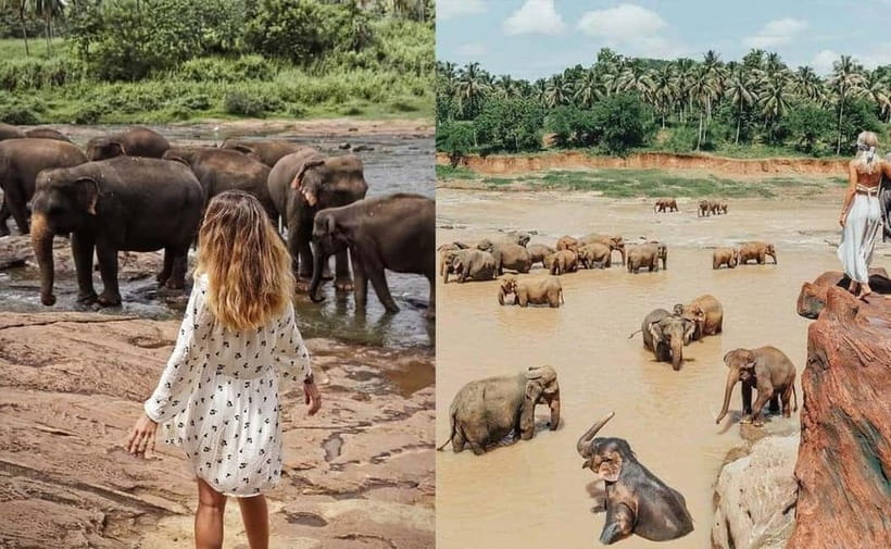 From Colombo: Pinnawala & Tea factory with Kandy Hotel Drop - How the day works: Colombo pickup to Kandy drop