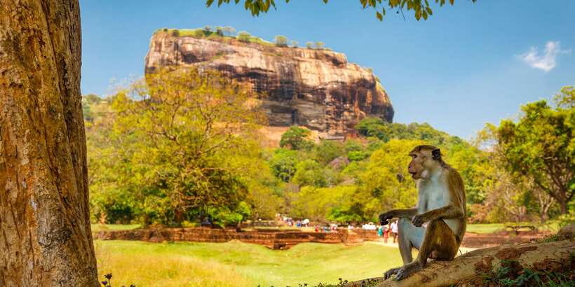 From Colombo: Sigiriya and Dambulla Day Trip with Safari - Sigiriya Lion Rock: 1,200 steps, Lion’s Paws, and the viewpoint payoff