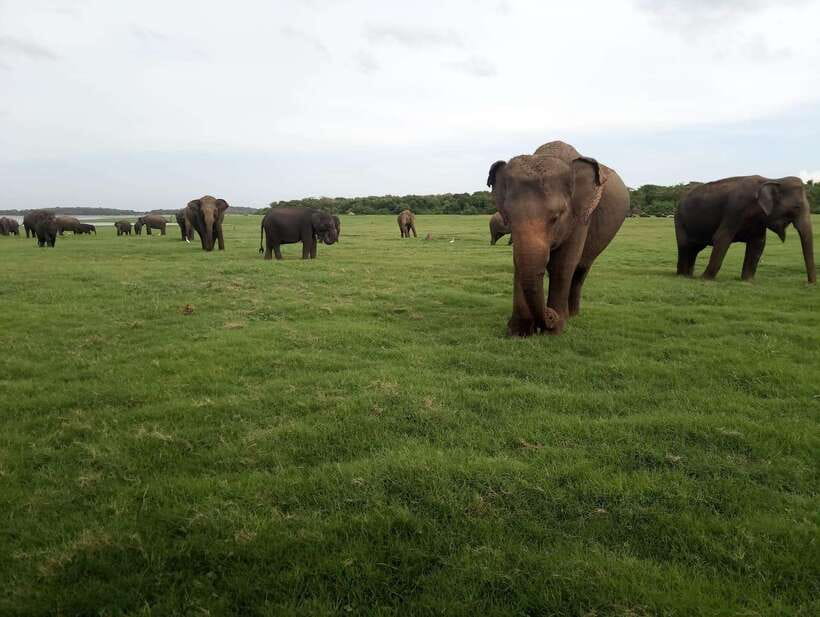 From Colombo: Sigiriya & Dambulla Day Tour with Safari - What Guides and Drivers Get Right, Names You’ll Hear, and Why It Matters