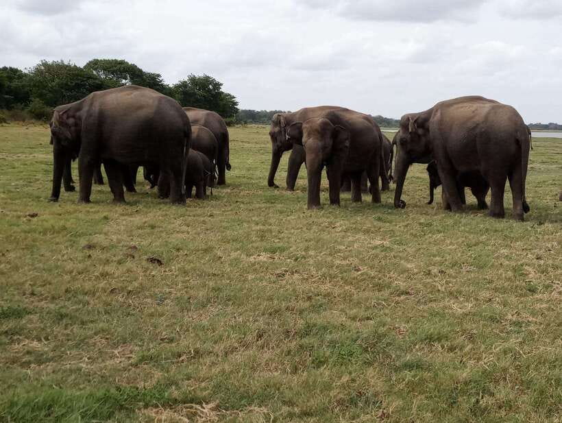 From Colombo: Sigiriya & Dambulla Day Tour with Safari - Jeep Safari for Elephants: 2.5 Hours, Best-Chance Timing, and Big Herd Moments