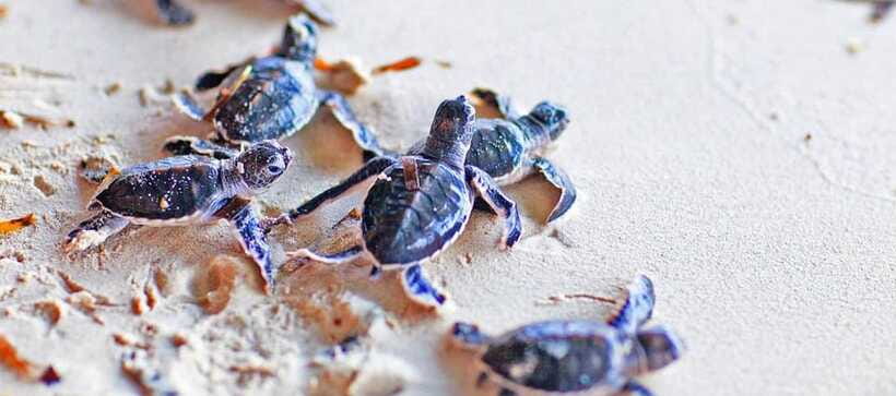 From Colombo to Galle Fort and Unawatuna Beach Day Trip - Hikkaduwa Coral Beach stop: sea air as a reset