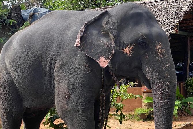 From Colombo to Sigiriya Fortress, Dambulla & Minneriya Safari - What the full 12 hours feels like, start to finish