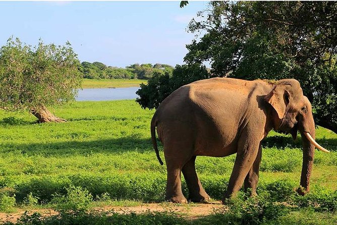 From Colombo to Sigiriya Fortress, Dambulla & Minneriya Safari - Minneriya Safari (4 hours): elephants, patience, and good odds
