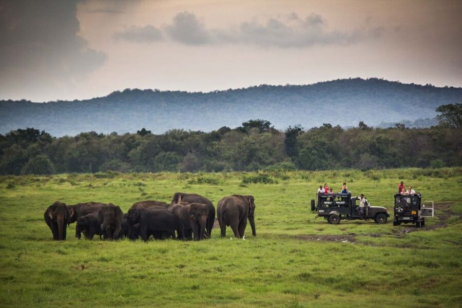 From Colombo: Udawalawa Safari & Elephant Transit Home Tour - More Than Elephants: What You Can Spot in the Park