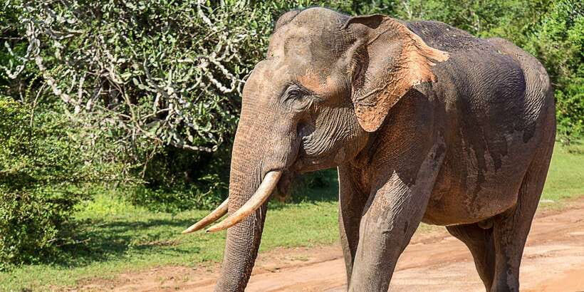 From Colombo: Udawalawa Safari & Elephant Transit Home Tour - Colombo to Udawalawe: The Ride That Sets Your Expectations