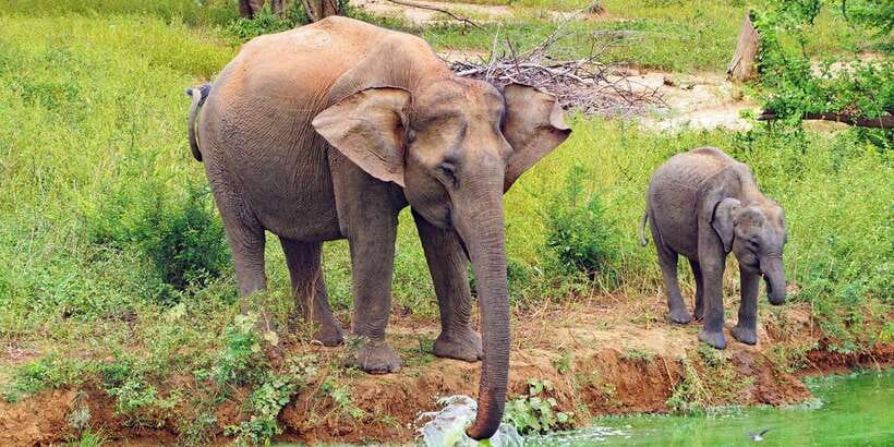 From Ella: All Inclusive Udawalawe National Park Safari - Key highlights at Udawalawe with a private jeep