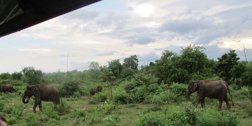 From Ella: All Inclusive Udawalawe National Park Safari - The guided touch: spotting, tracking, and reading animal behavior