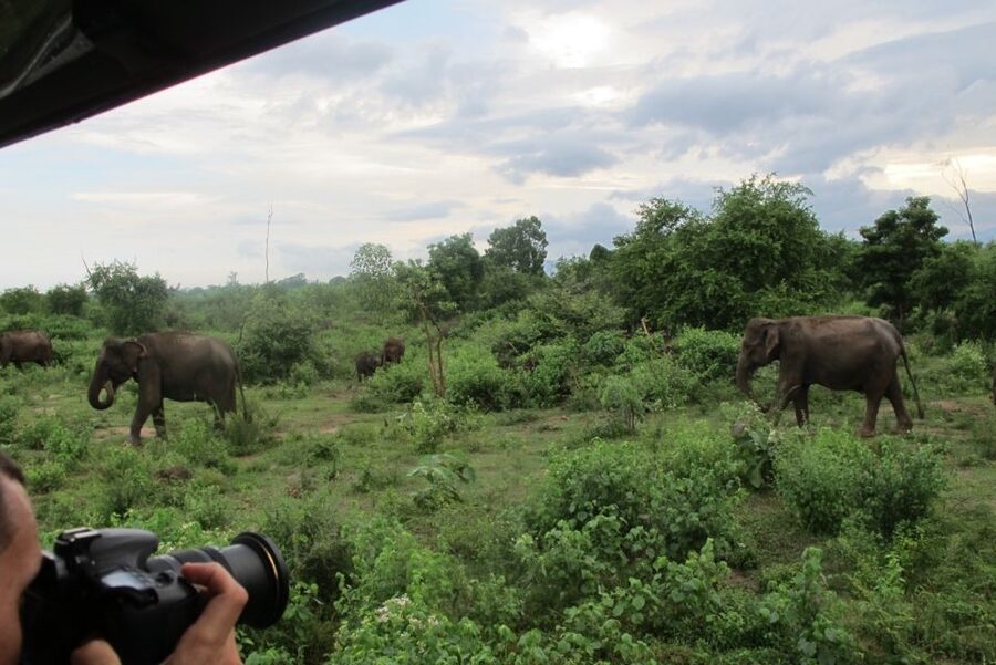 From Ella: All Inclusive Udawalawe National Park Safari - Where this tour shines, and who it suits best