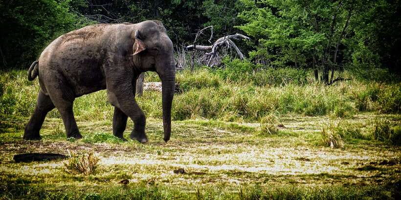 From Ella: All Inclusive Udawalawe National Park Safari - What your private jeep safari actually feels like