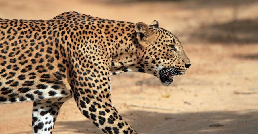 From Ella: Drop to Tangalle/Hiriketiya/Mirissa & Yala Safari - From Ella to the Southern Coast, with Yala in the middle