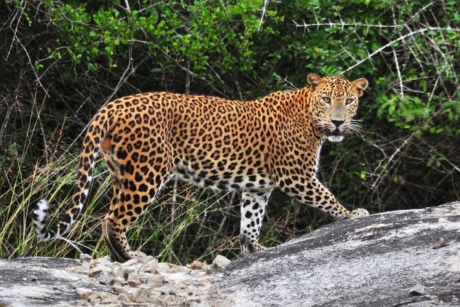 From Ella: Private Yala Safari & Transfer/Tangalle/Mirissa/Galla - Key things that make this Yala safari work