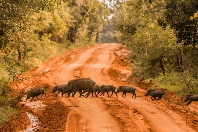 From Ella: Private Yala Safari & Transfer/Tangalle/Mirissa/Galla - Your private jeep setup, Toyota Hilux style