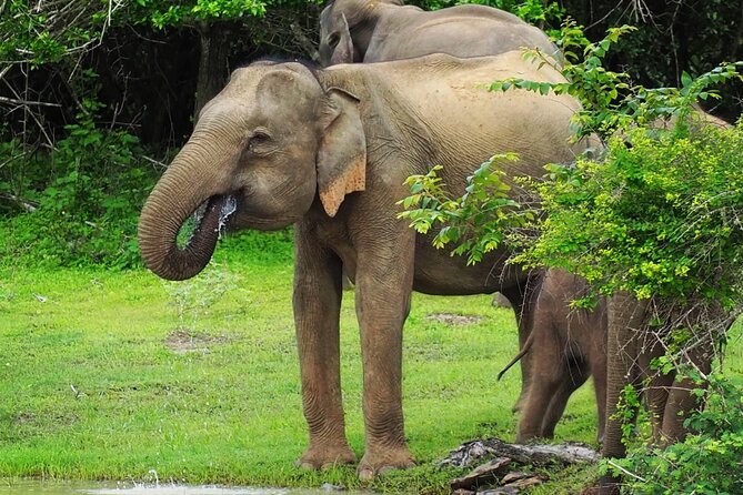 From Ella: Private Yala Safari & Transfer/Tangalle/Mirissa/Galla - Breakfast, water, and binoculars, the unglamorous wins