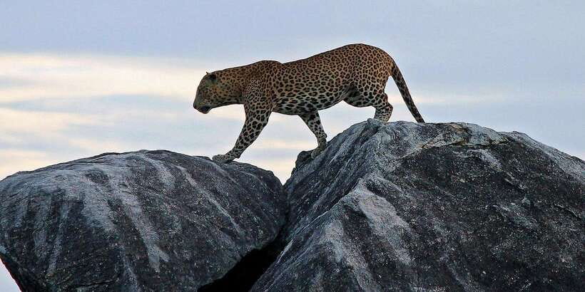 From Ella: Shuttle to Down South Any Location w Yala Safari - Ella to Down South, plus 3 Hours in Yala