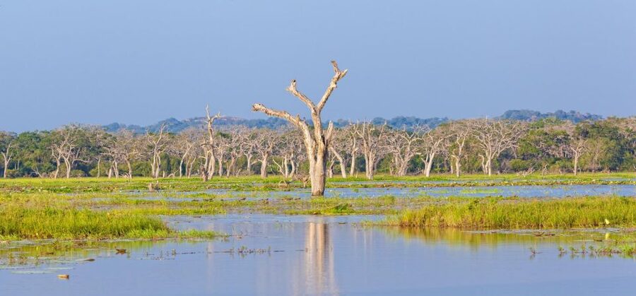 From Ella: Shuttle to Down South Any Location w Yala Safari - What you can realistically spot in Yala