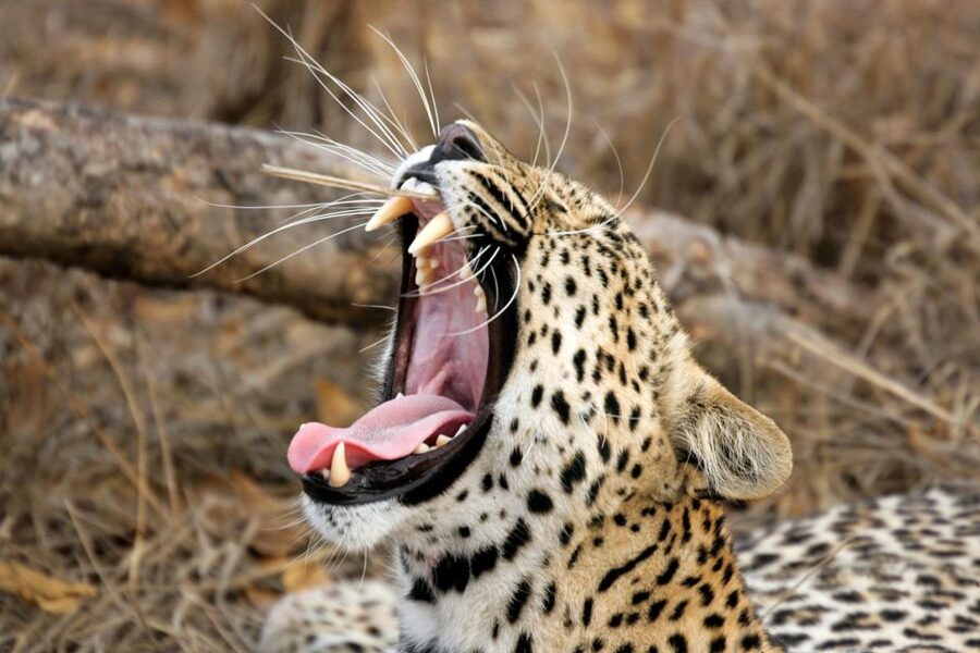 From Ella: Shuttle to Down South Any Location w Yala Safari - Who this tour fits best (and who should think twice)