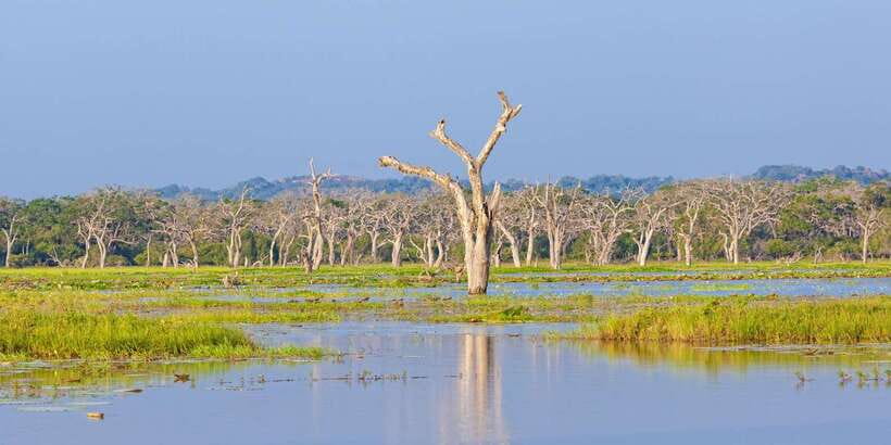 From Ella: Shuttle to Tangalle/Hiriketiya w Udawalawe Safari - Timing Choices: Morning or Afternoon Safari Starts