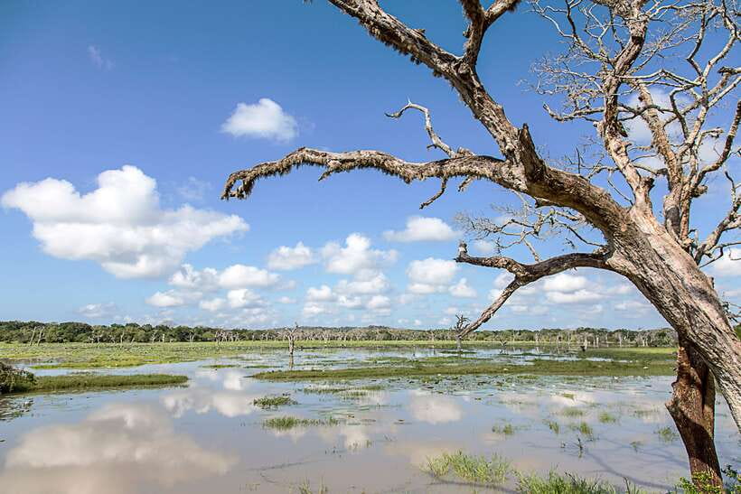 From Ella: Shuttle to Tangalle/Hiriketiya with Yala Safari - Group size, luggage, and communication: how to avoid the common snags