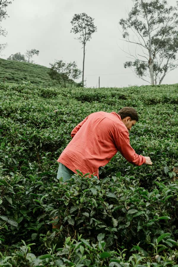 From Ella: Tea Adventure in Haputale with Village Lunch - Tea Plantation highlights you can actually plan around
