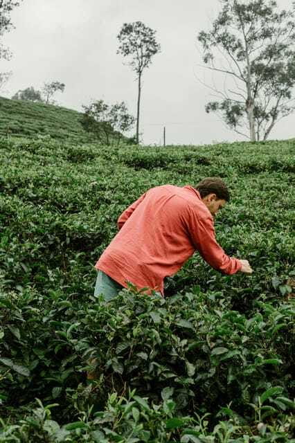 From Ella: Tea Adventure in Haputale with Village Lunch - The tuk tuk segments: what to expect before you start walking