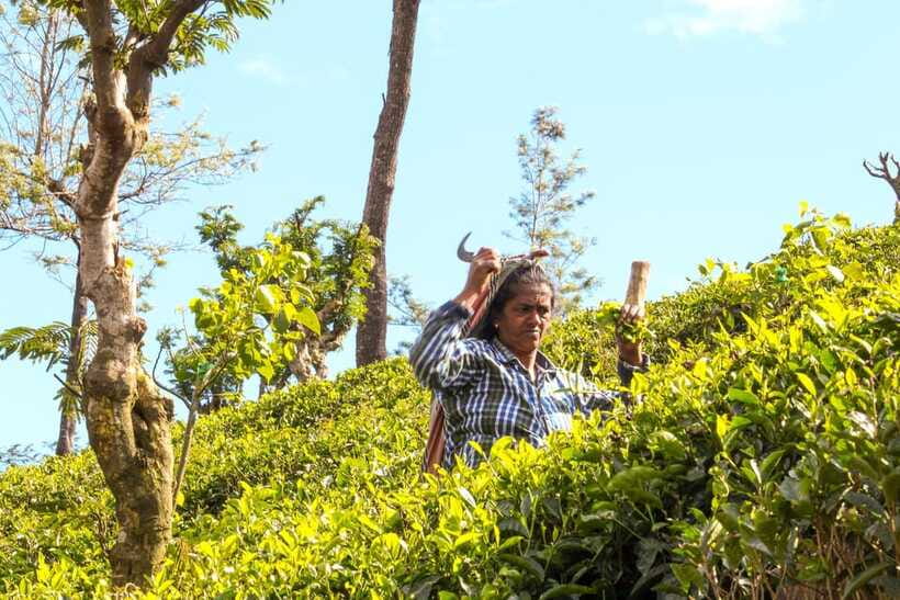 From Ella: Tea Adventure in Haputale with Village Lunch - Walking the tea rows and plucking leaves with workers