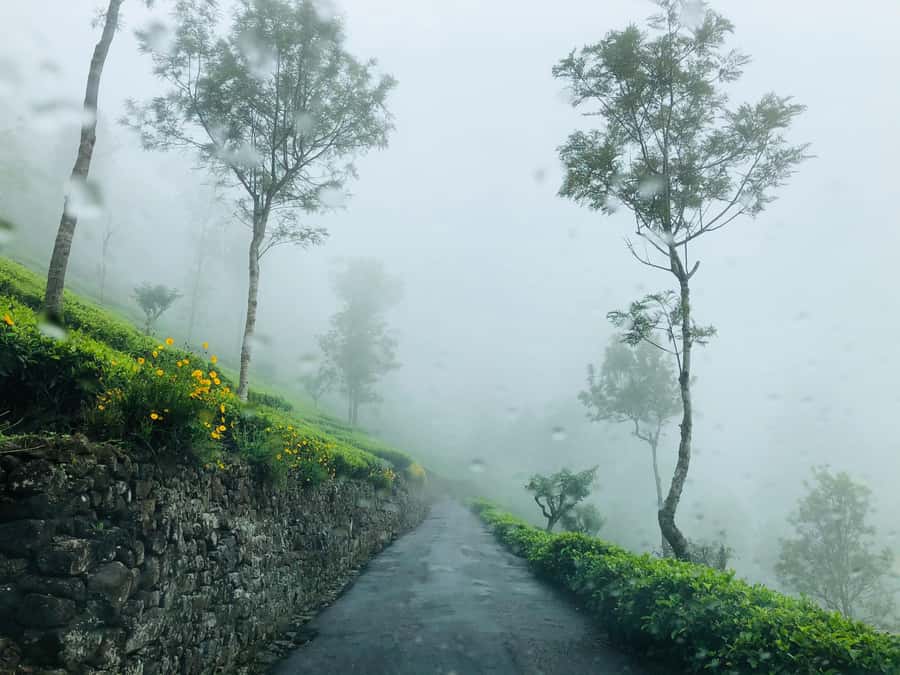 From Ella: Tea Adventure in Haputale with Village Lunch - Price and value for a 5 hour Ceylon tea experience