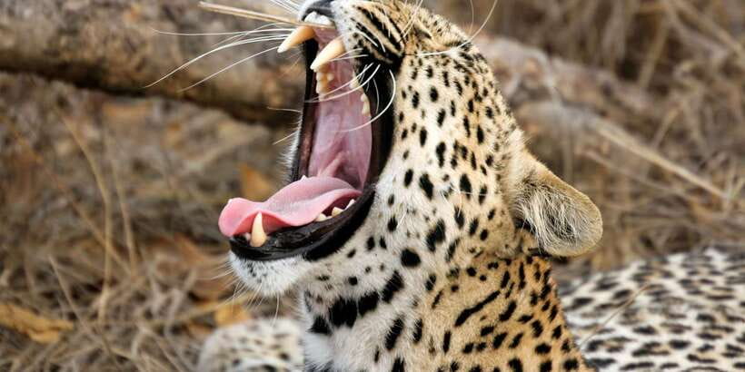 From ELLA to ARUGAM-BAY transfer with YALA Safari Tour - From Ella to Arugam Bay, With Yala Built In