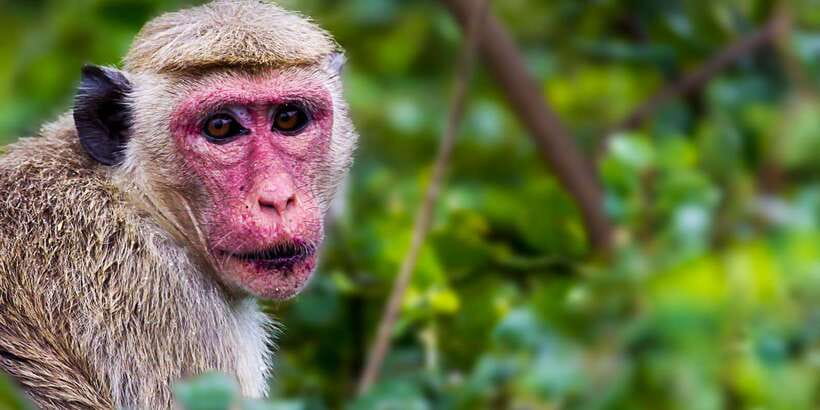 From ELLA to ARUGAM-BAY transfer with YALA Safari Tour - What You Can Spot in Yala: The Animals to Watch For