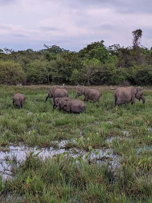 From Ella : Udawalawa Safari & Drop Tangalle/ Mirissa/ Galle - Elephant Transit Home feeding sessions, what you’ll actually see