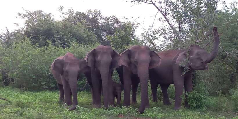 From Ella: Udawalawe National Park Safari Tour - Key things I’d focus on