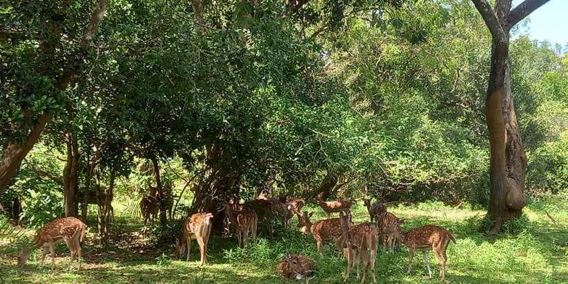 From Ella: Udawalawe National Park Safari Tour - Udawalawe from Ella, why this day trip makes sense