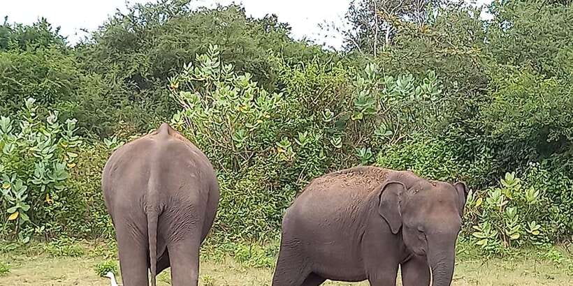 From Ella: Udawalawe National Park Safari Tour - The open-top 4x4 Jeep safari, what the 4 hours feel like