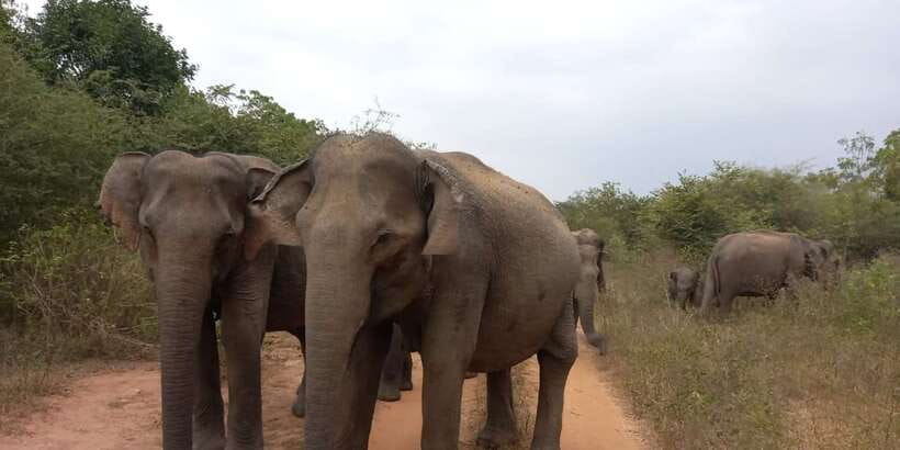 From Ella: Udawalawe National Park Safari Tour - Photo stops, questions, and staying present in the park