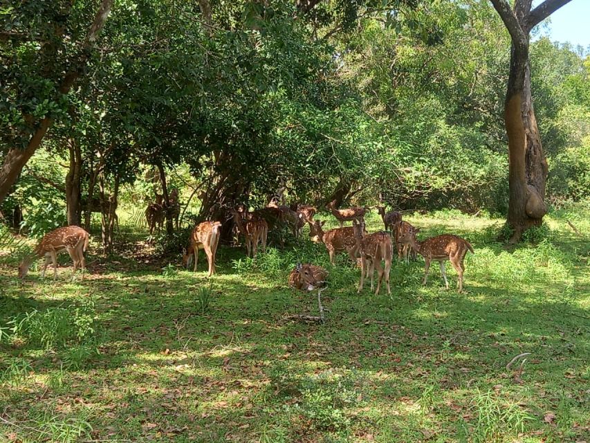From Ella: Udawalawe National Park Safari Tour - Price and value: is $84 per person fair for this setup?