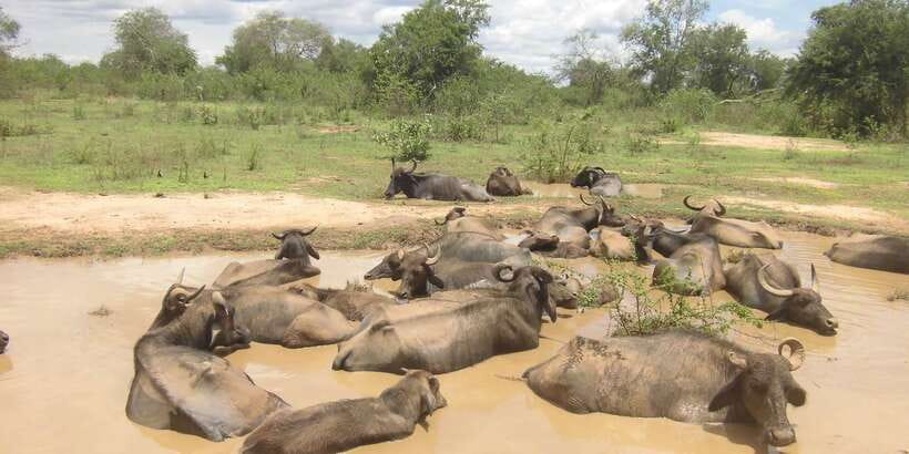 From Ella: Udawalawe Safari with Elephant Transit Home - Udawalawe Safari Jeep Time: What You’re Actually Looking For